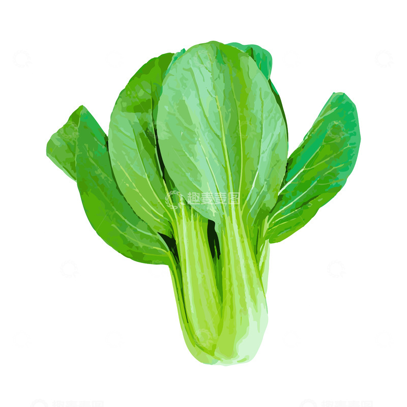源文件下载【趣麦麦图】彩绘临摹蔬菜上海青青菜叶菜绿叶