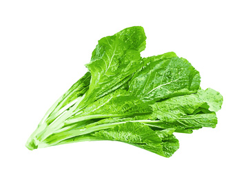 彩绘临摹蔬菜青菜叶菜绿叶