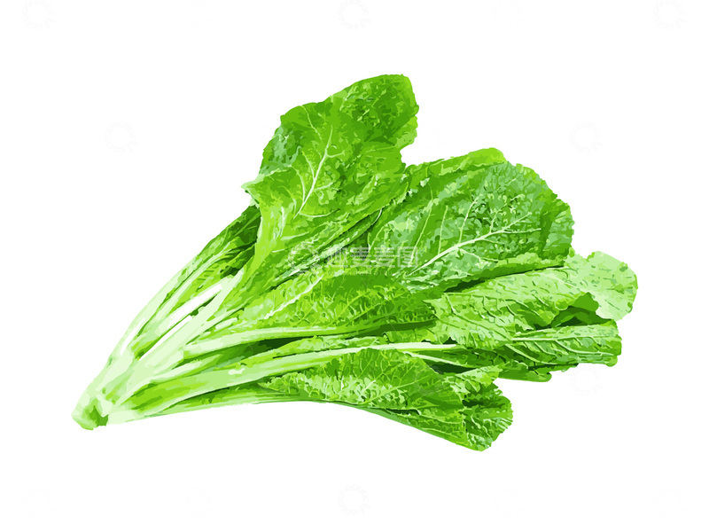 源文件下载【趣麦麦图】-彩绘临摹蔬菜青菜叶菜绿叶