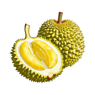 彩绘临摹水果榴梿榴莲果实果肉