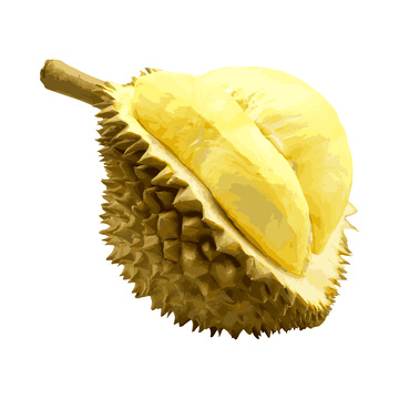 彩绘临摹榴莲榴梿果实果肉水果