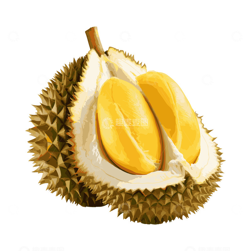 源文件下载【趣麦麦图】彩绘临摹水果榴莲榴梿果实果肉