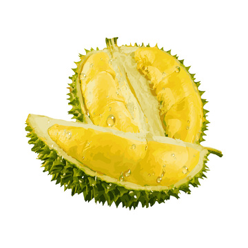 彩绘临摹榴莲榴梿水果果实果肉