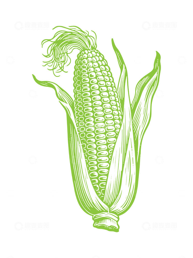 源文件下载【趣麦麦图】农作物玉蜀黍苞谷玉米线稿插画线描版画