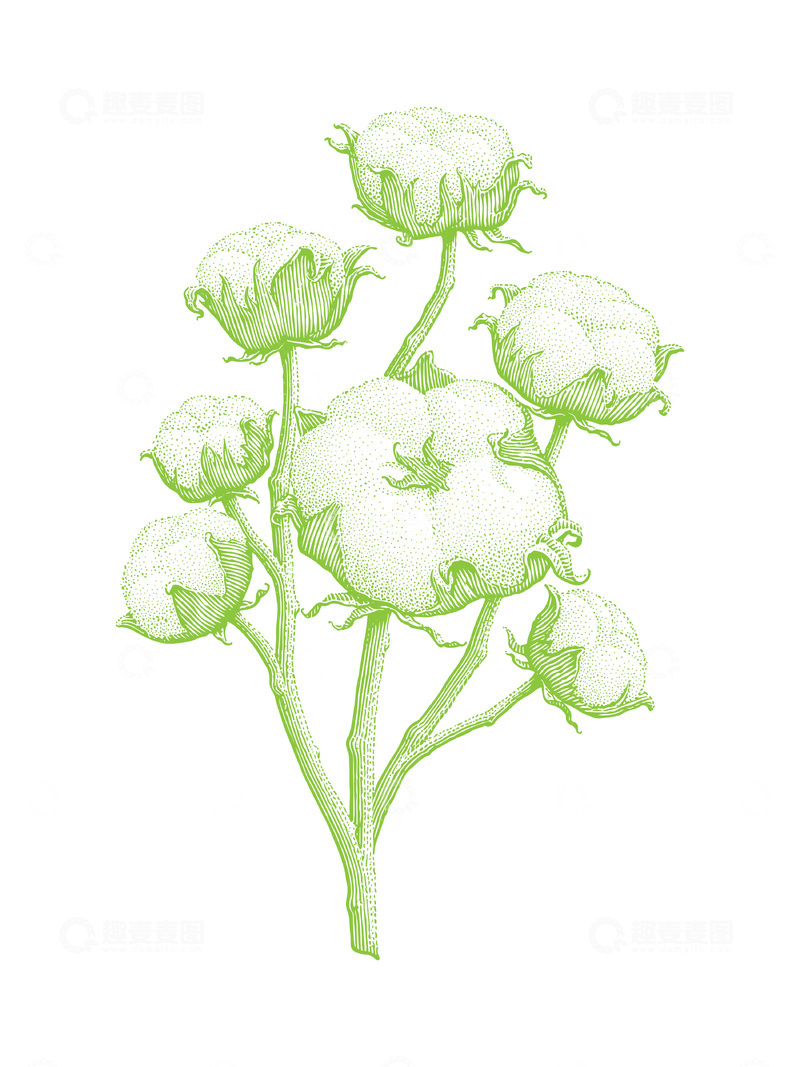 源文件下载【趣麦麦图】农作物棉花棉铃线稿插画线描版画