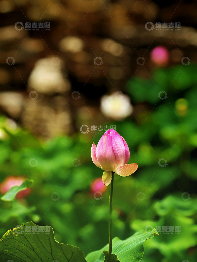 高清大图下载【趣麦麦图】夏日荷花别样红8