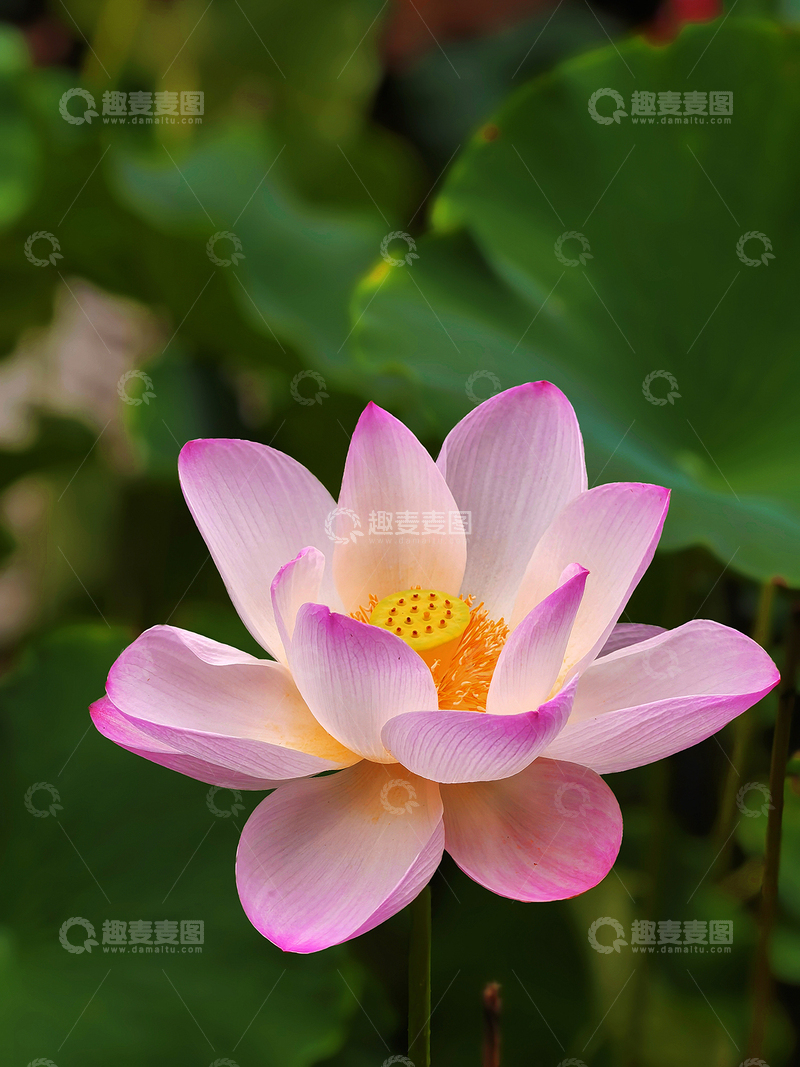 高清大图下载【趣麦麦图】夏日荷花别样红4