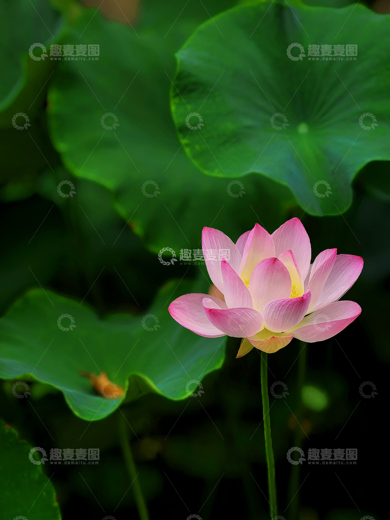 高清大图下载【趣麦麦图】夏日荷花别样红3