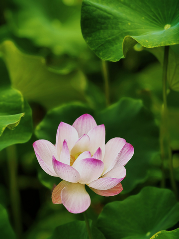 夏日荷花别样红5