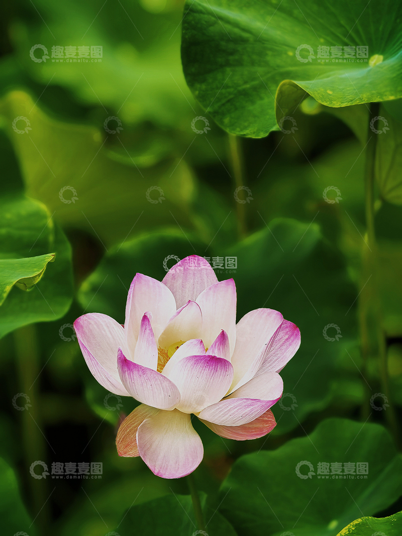 高清大图下载【趣麦麦图】夏日荷花别样红5