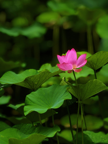 夏日荷花别样红6