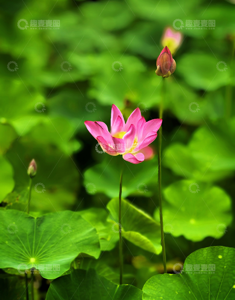 高清大图下载【趣麦麦图】夏日荷花别样红2