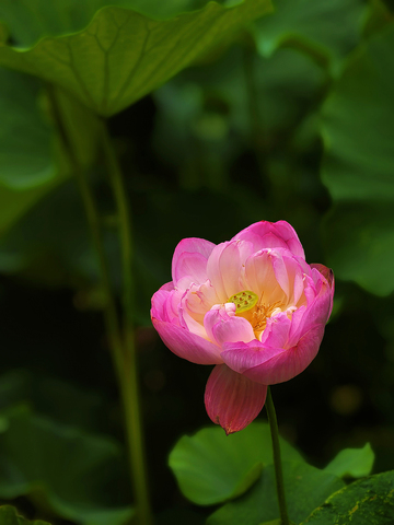 夏日荷花别样红1