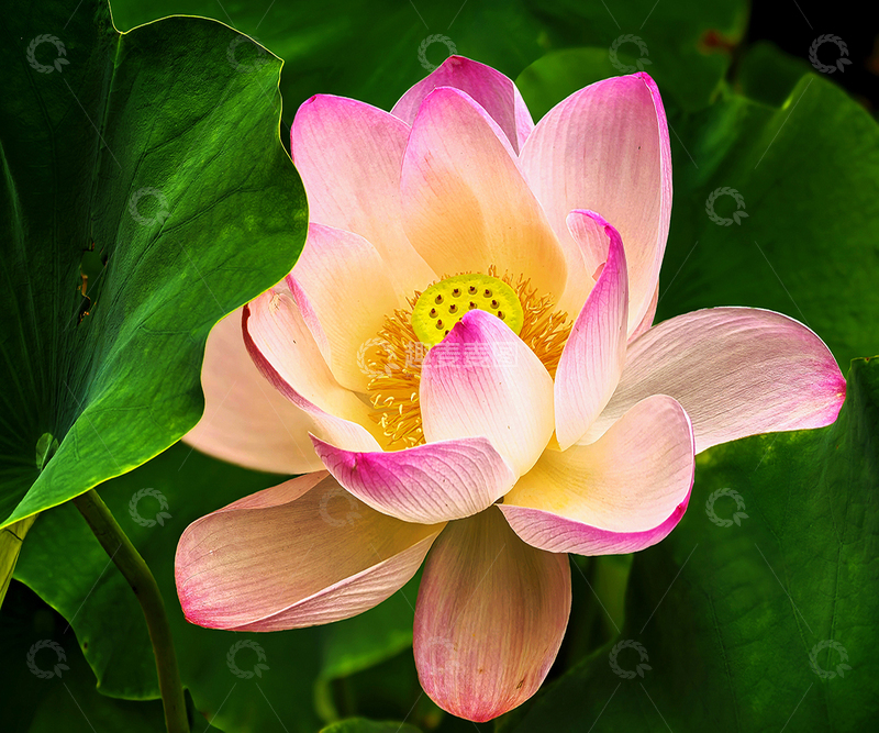 高清大图下载【趣麦麦图】夏日荷花别样红9