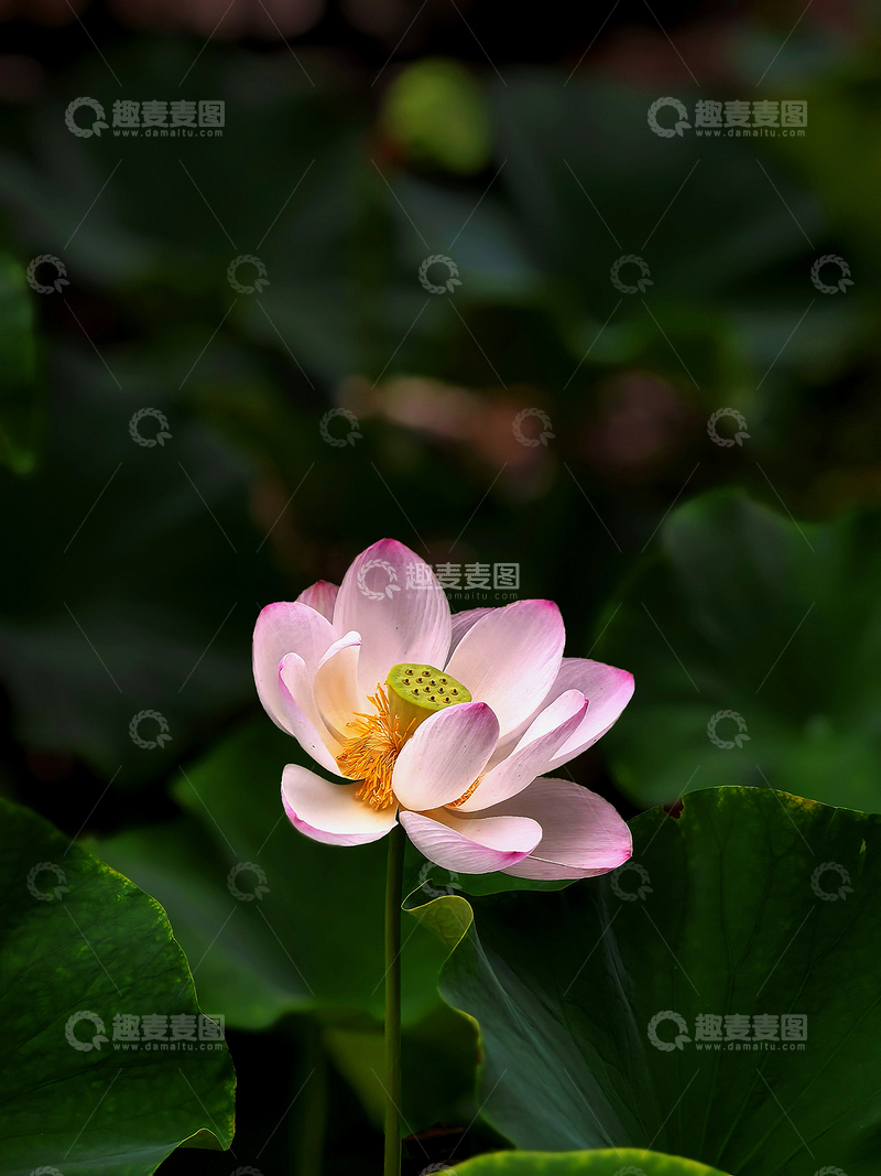 高清大图下载【趣麦麦图】夏日荷花别样红7