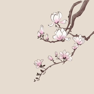 古风工笔线水墨玉兰花