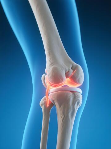 膝关节医学 3D 解剖5