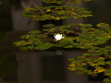 亭亭玉立雨中荷—睡莲