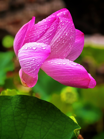 亭亭玉立雨中荷—1