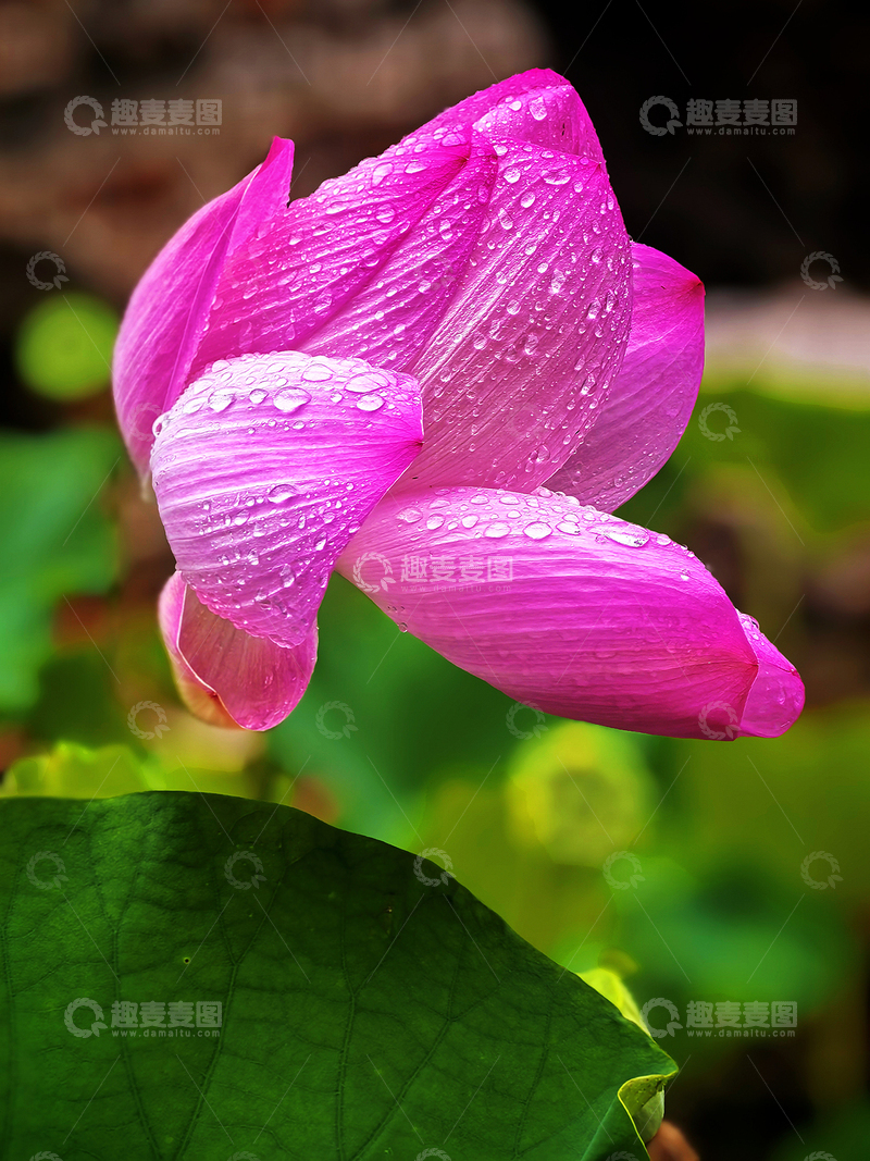 高清大图下载【趣麦麦图】亭亭玉立雨中荷&mdash;1
