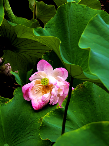 亭亭玉立雨中荷—2