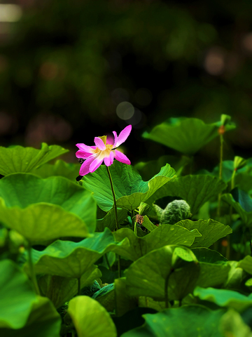 亭亭玉立雨中荷—3