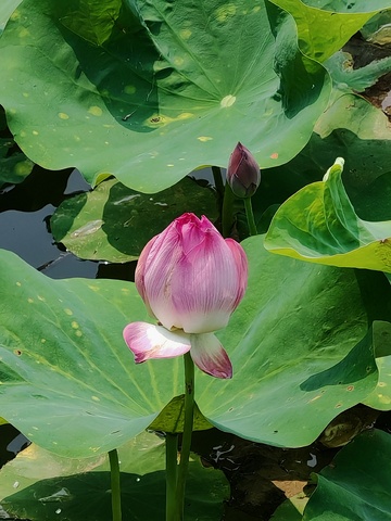 荷花荷叶夏天景色摄影绿色唯美清新