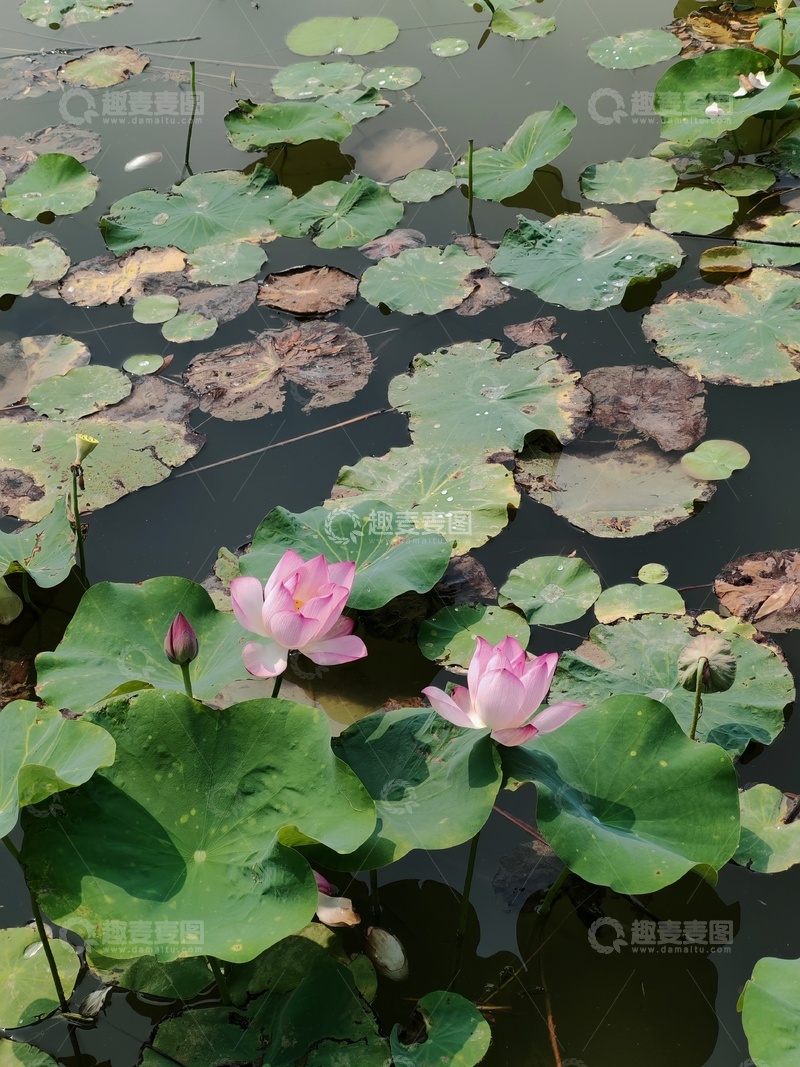 高清大图下载【趣麦麦图】荷花荷叶夏天景色摄影绿色唯美