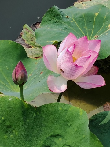 荷花荷叶夏天景色摄影绿色唯美艺术