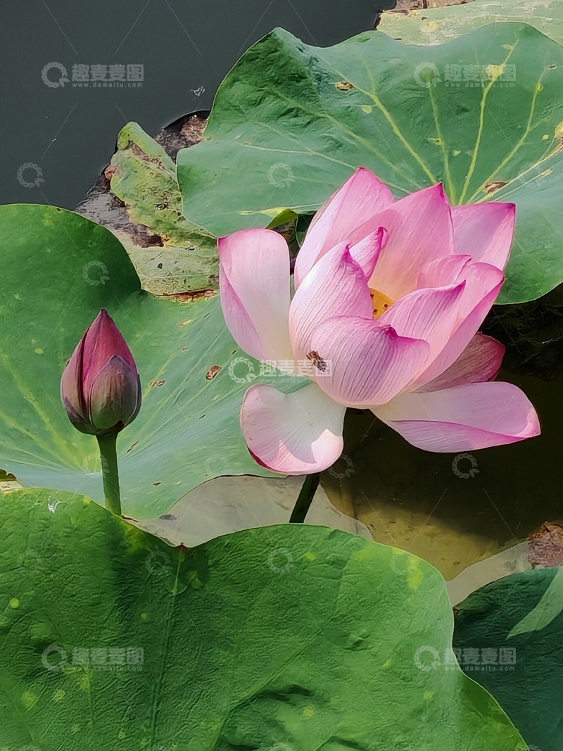 高清大图下载【趣麦麦图】荷花荷叶夏天景色摄影绿色唯美艺术