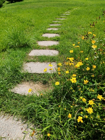 田园小路黄花青草绿色摄影自然唯美