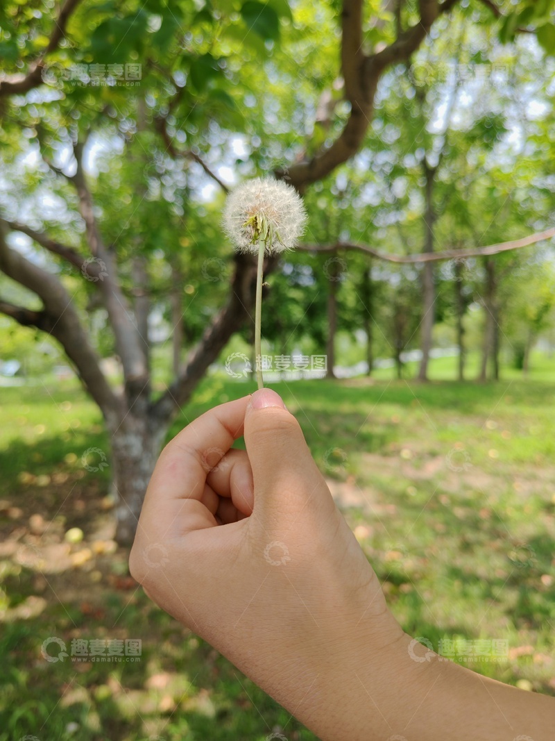高清大图下载【趣麦麦图】蒲公英手唯美绿色自然清新
