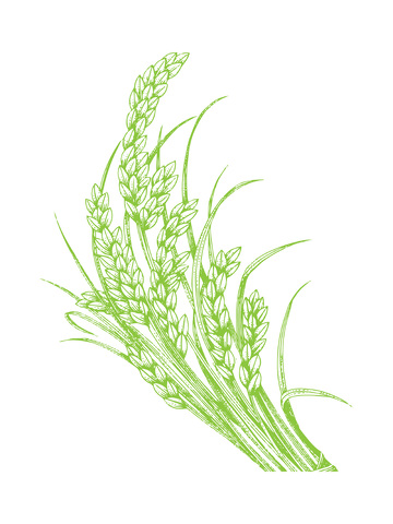 农作物谷物稻谷水稻禾苗线稿插画