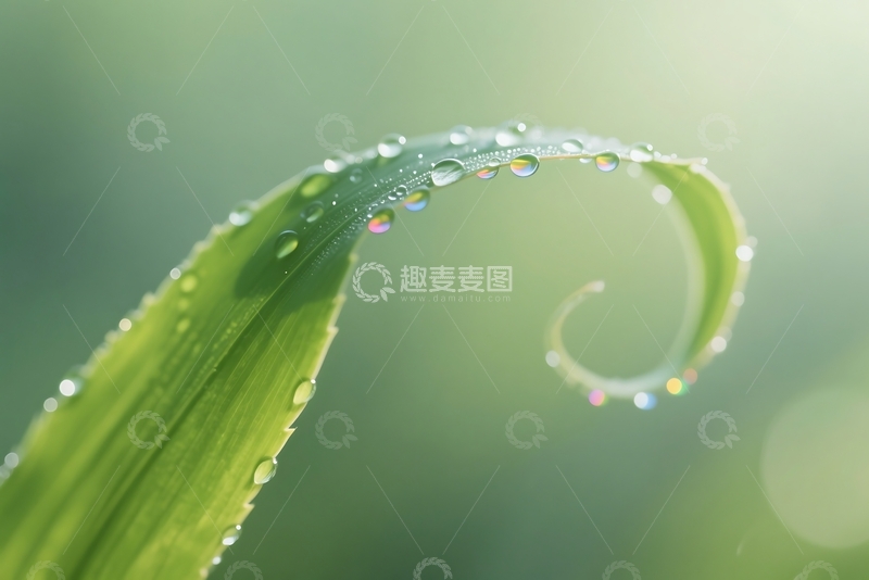 高清大图下载【趣麦麦图】抽象的绿色叶子和露珠特写 (2)
