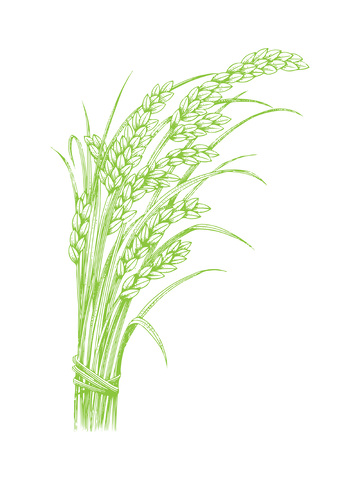 农作物谷物水稻稻谷禾苗线稿插画