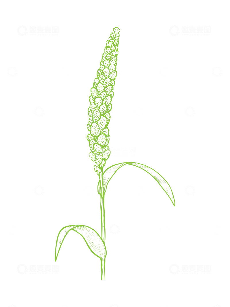 源文件下载【趣麦麦图】农作物谷物粟米线稿插画线描钢笔画