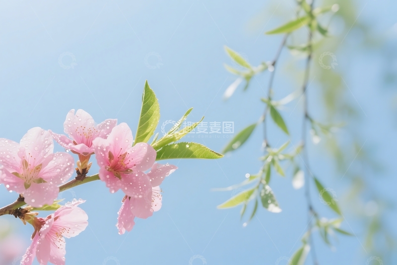 高清大图下载【趣麦麦图】春花春叶 素材(3)