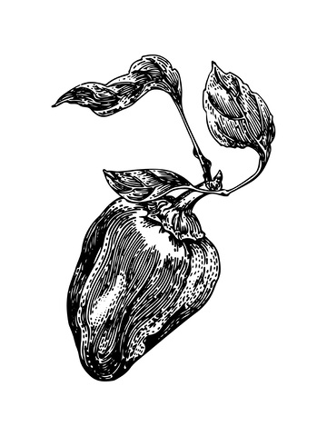 蔬菜辣椒线稿插画菜椒线描钢笔画