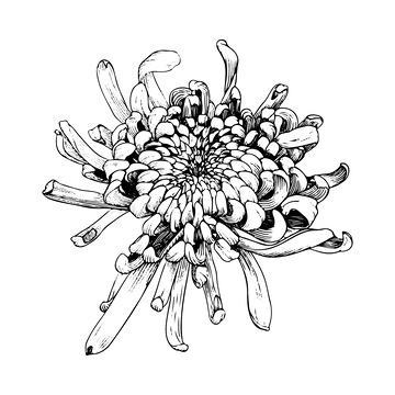 菊花花朵花卉线稿插画线描钢笔画