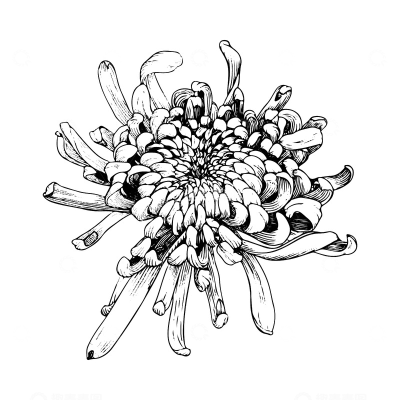 源文件下载【趣麦麦图】菊花花朵花卉线稿插画线描钢笔画