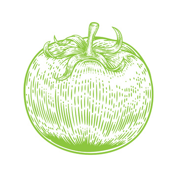 蔬菜食材西红柿番茄线稿插画钢笔画