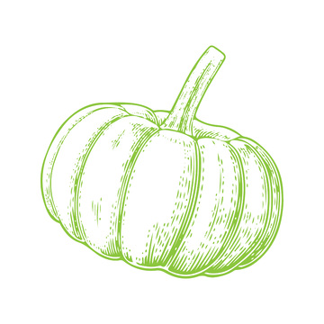 蔬菜食材南瓜果实彩椒线稿插画