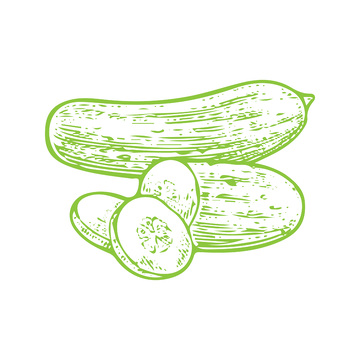 蔬菜食材黄瓜旱黄瓜线稿插画钢笔画