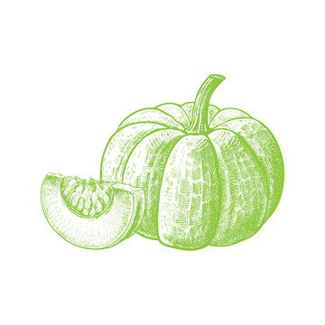 蔬菜食材南瓜倭瓜线稿插画钢笔画