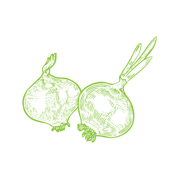 蔬菜食材大蒜蒜头线稿插画钢笔画