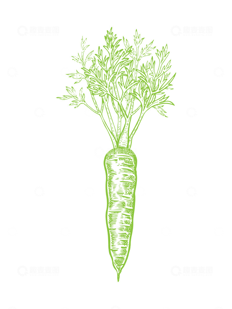 源文件下载【趣麦麦图】蔬菜食材胡萝卜红萝卜线稿插画钢笔画