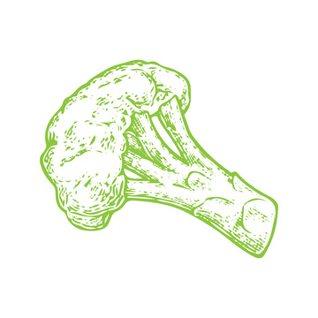 蔬菜食材西兰花花椰菜线稿插画钢笔画