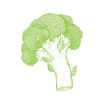 蔬菜食材西兰花菜花线稿插画钢笔画