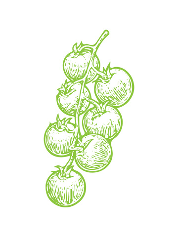 蔬菜食材番茄西红柿线稿插画