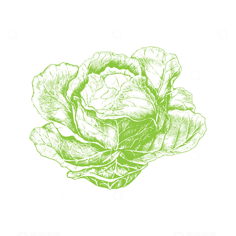 源文件下载【趣麦麦图】蔬菜食材包菜卷心菜白菜彩椒线稿插画